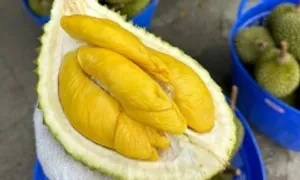 Sầu riêng Musang King tiếp tục rớt giá