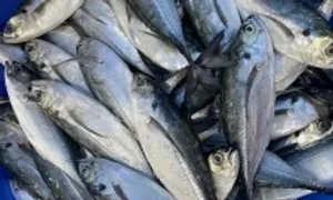 Ăn mắt động vật có tốt cho thị lực?